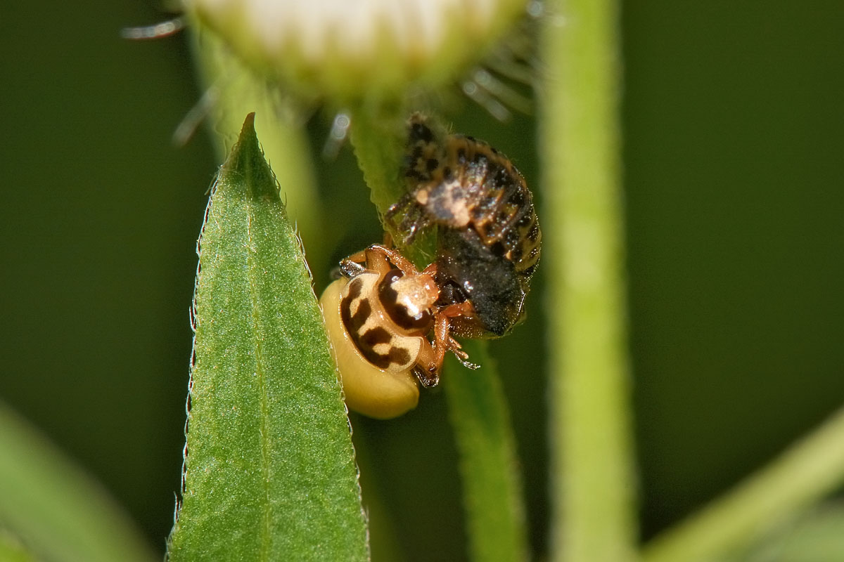 Metamorfosi di Hippodamia variegata, Coccinellidae